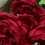 David Austin Rose - Red - 70cm